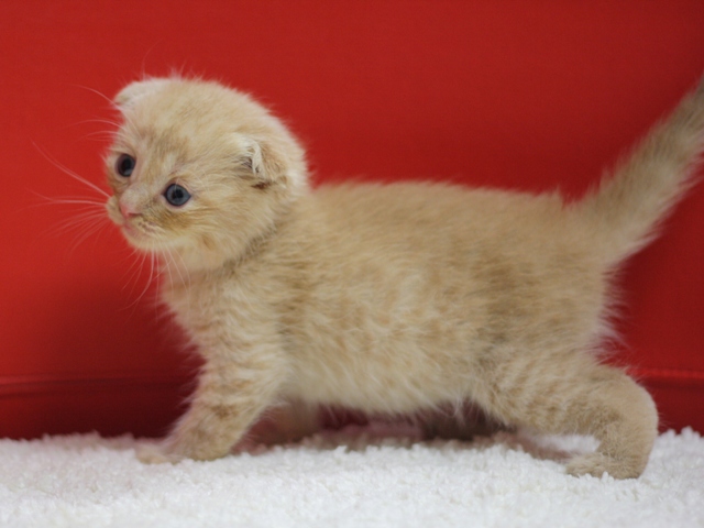 スコティッシュフォールドの子猫画像
