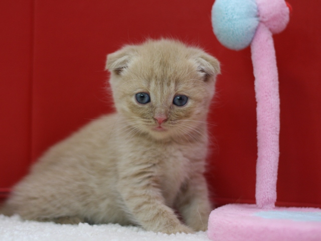 スコティッシュフォールドの子猫画像