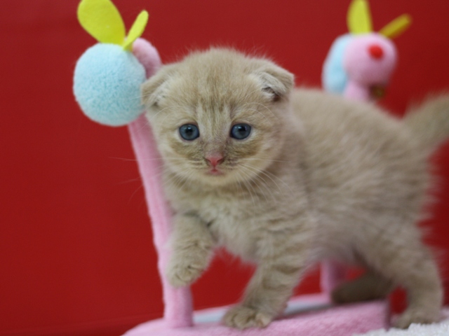 スコティッシュフォールドの子猫画像
