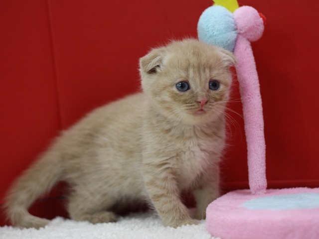 スコティッシュフォールドの子猫画像