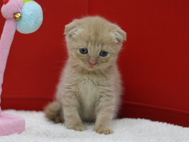 スコティッシュフォールドの子猫画像
