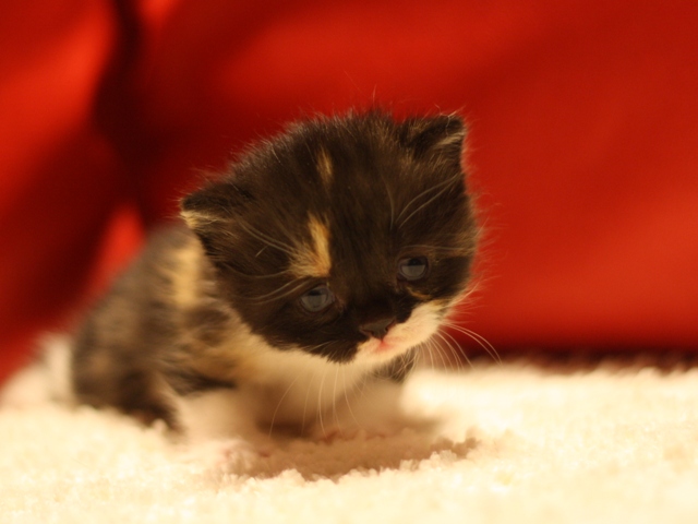 スコティッシュフォールドの子猫画像