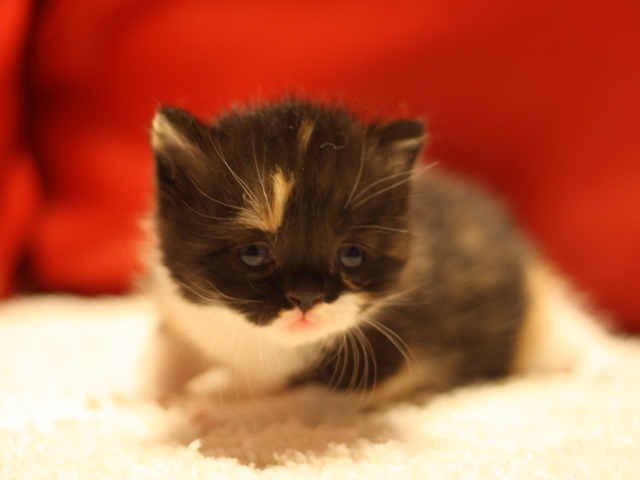 スコティッシュフォールドの子猫画像