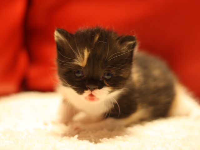 スコティッシュフォールドの子猫画像