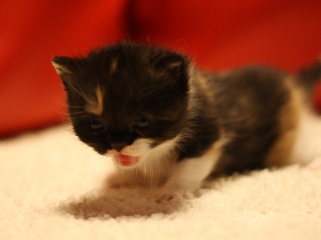 スコティッシュフォールドの子猫画像