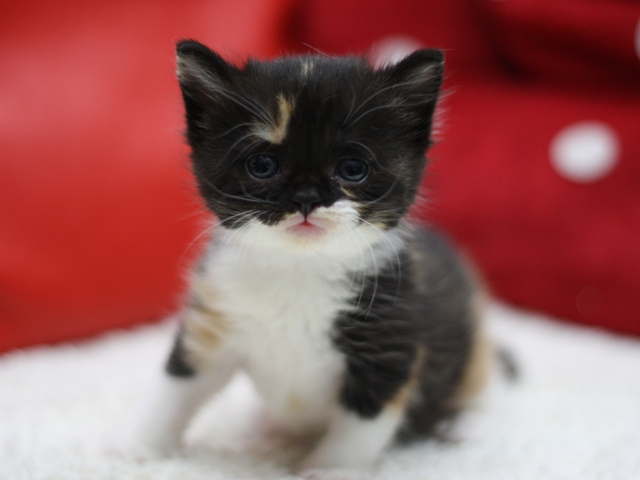 スコティッシュフォールドの子猫画像