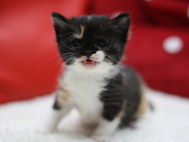 スコティッシュフォールドの子猫画像