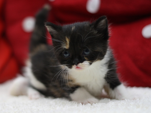 スコティッシュフォールドの子猫画像