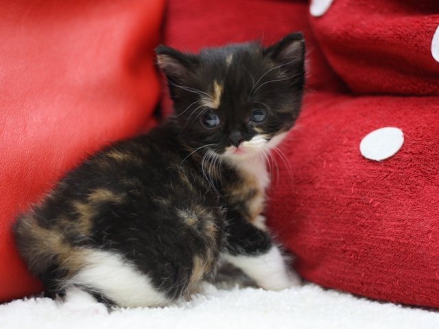 スコティッシュフォールドの子猫画像