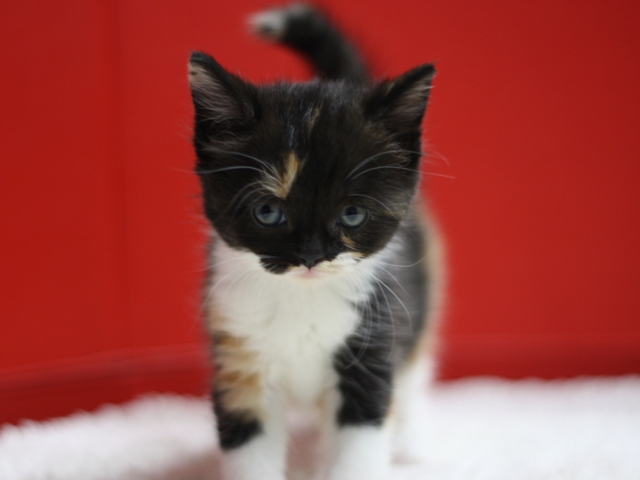 スコティッシュフォールドの子猫画像