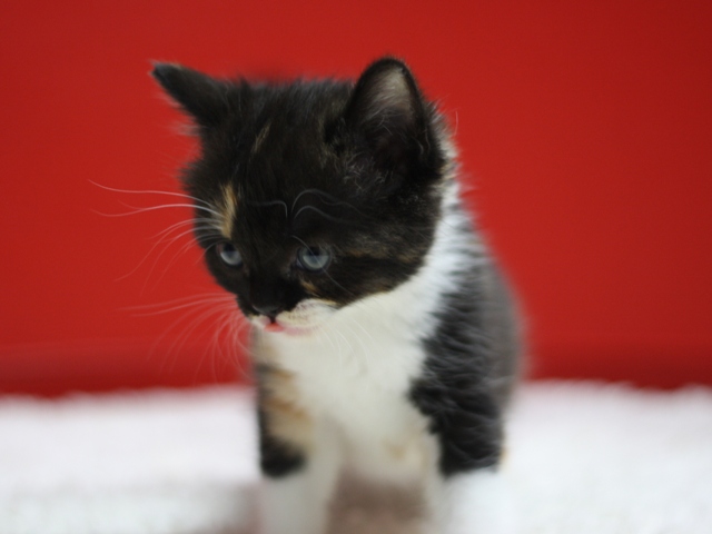 スコティッシュフォールドの子猫画像