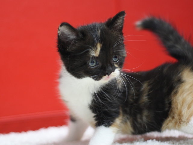 スコティッシュフォールドの子猫画像