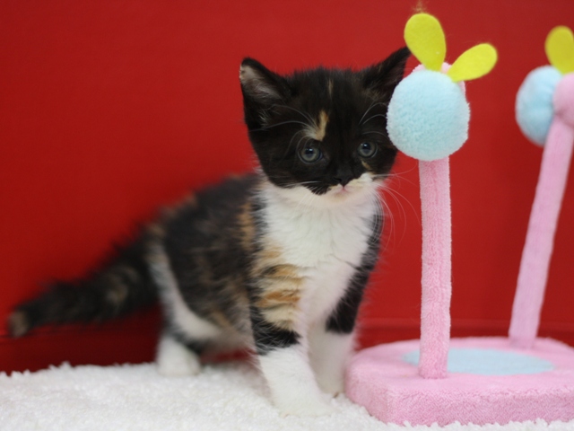 スコティッシュフォールドの子猫画像