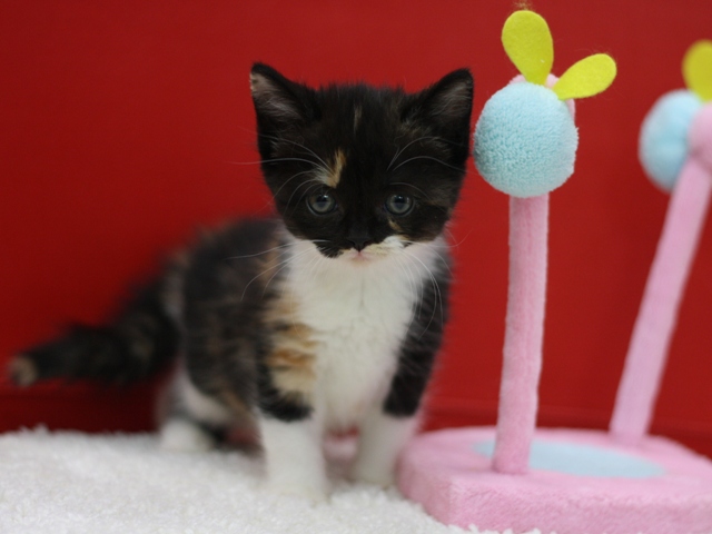 スコティッシュフォールドの子猫画像