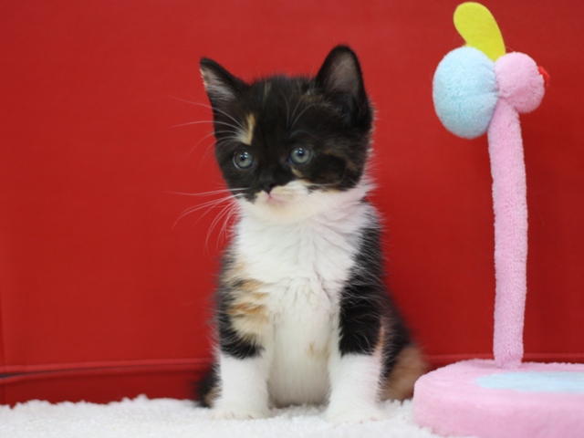 スコティッシュフォールドの子猫画像