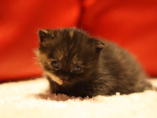 スコティッシュフォールドの子猫画像