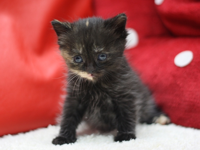 スコティッシュフォールドの子猫画像