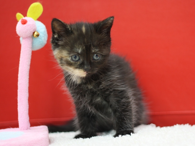 スコティッシュフォールドの子猫画像