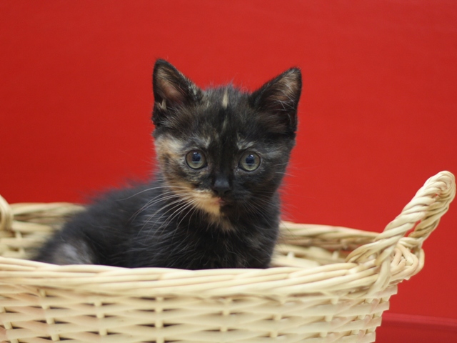 スコティッシュフォールドの子猫画像