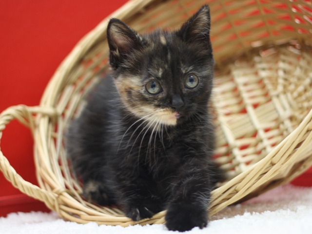 スコティッシュフォールドの子猫画像