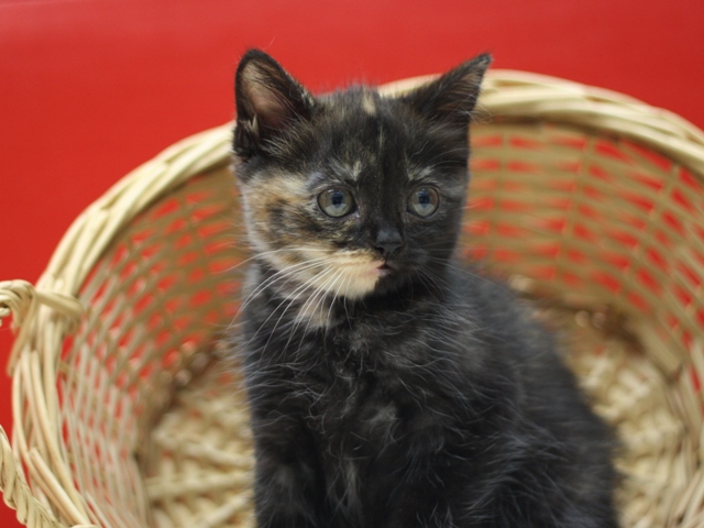 スコティッシュフォールドの子猫画像