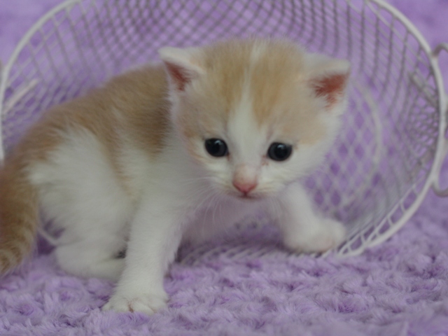 スコティッシュフォールドの子猫画像