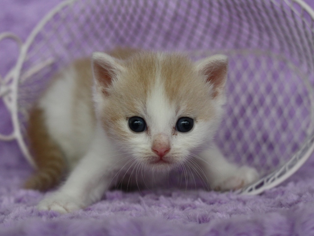 スコティッシュフォールドの子猫画像