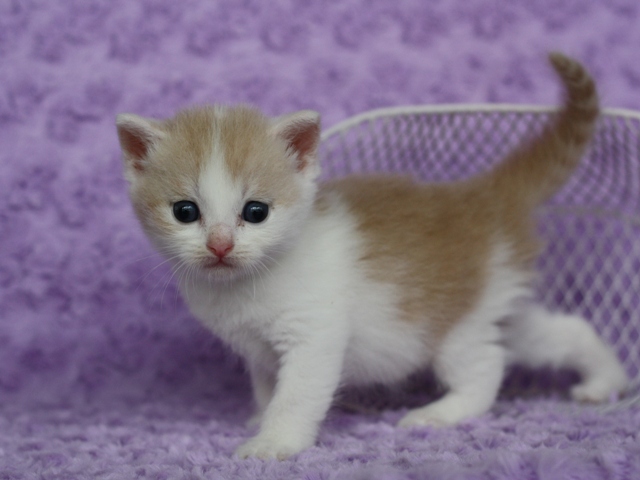 スコティッシュフォールドの子猫画像