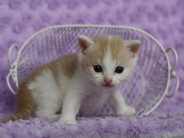 スコティッシュフォールドの子猫画像