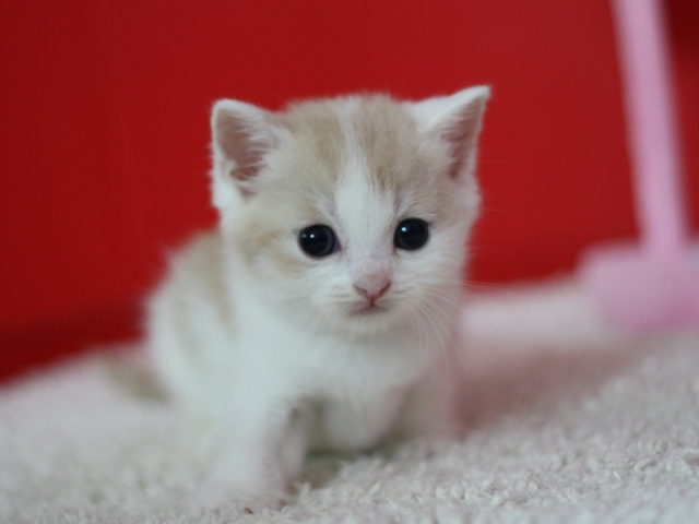 スコティッシュフォールドの子猫画像