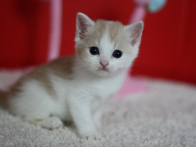 スコティッシュフォールドの子猫画像
