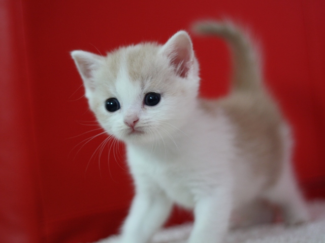 スコティッシュフォールドの子猫画像
