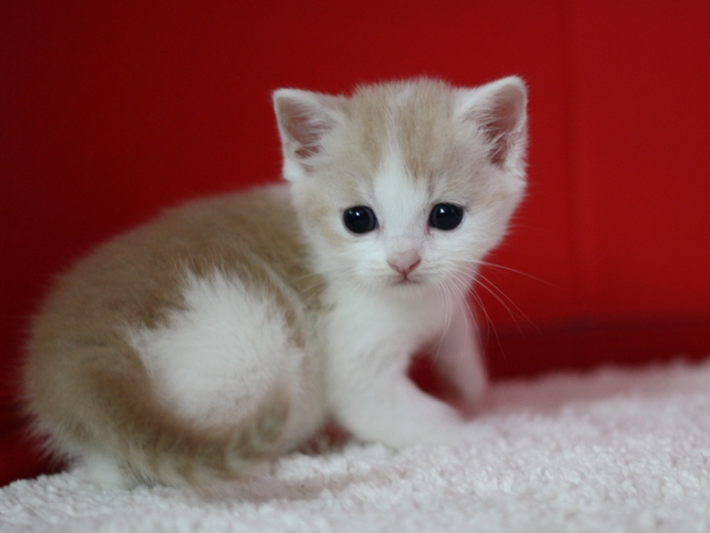 スコティッシュフォールドの子猫画像