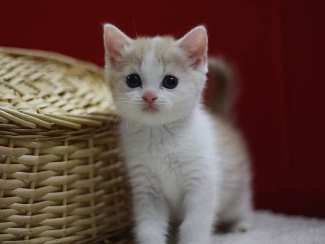 スコティッシュフォールドの子猫画像