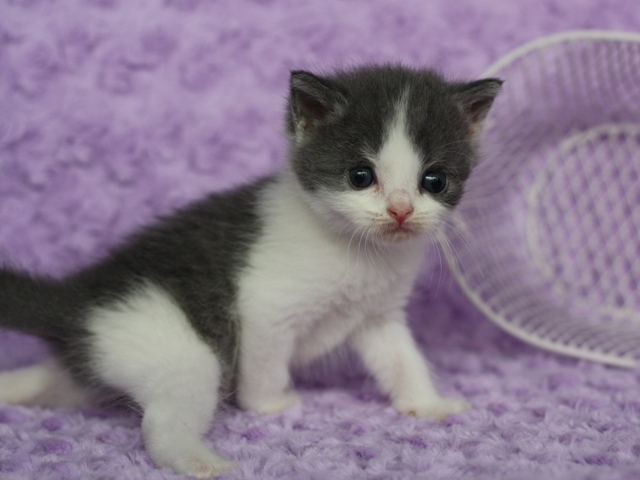 スコティッシュフォールドの子猫画像