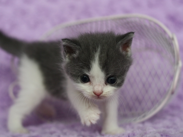 スコティッシュフォールドの子猫画像