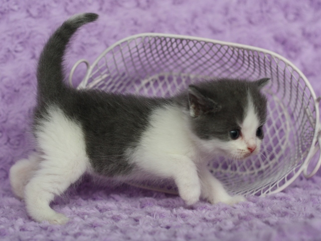 スコティッシュフォールドの子猫画像