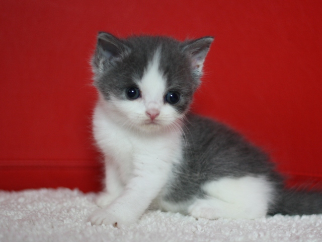 スコティッシュフォールドの子猫画像
