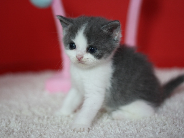 スコティッシュフォールドの子猫画像