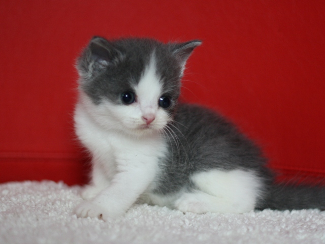 スコティッシュフォールドの子猫画像