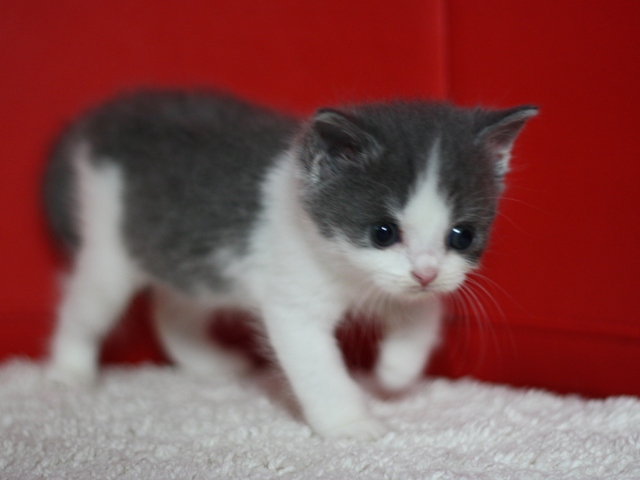 スコティッシュフォールドの子猫画像