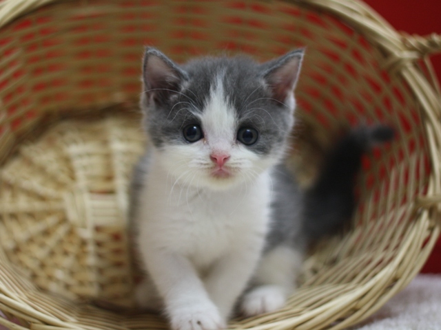 スコティッシュフォールドの子猫画像