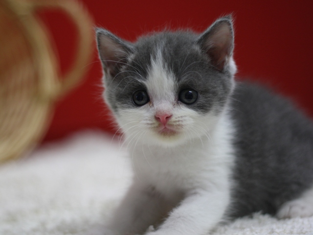 スコティッシュフォールドの子猫画像