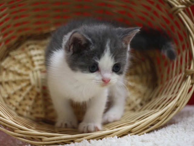 スコティッシュフォールドの子猫画像