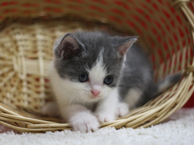スコティッシュフォールドの子猫画像