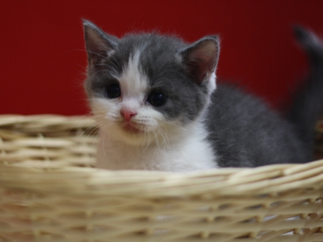 スコティッシュフォールドの子猫画像