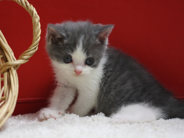 スコティッシュフォールドの子猫画像