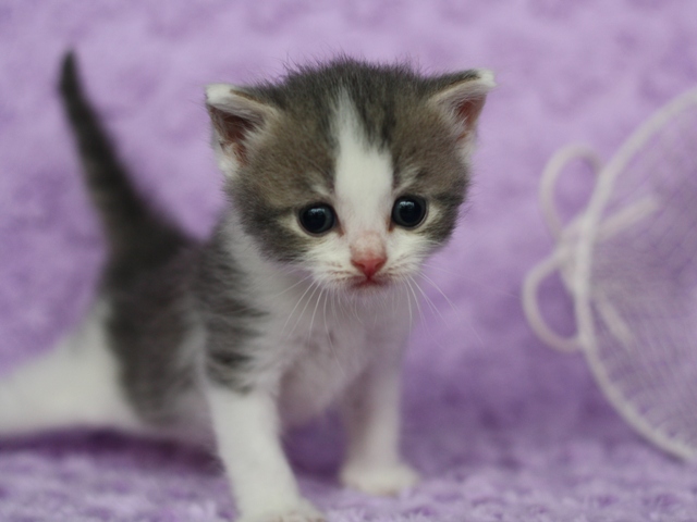 スコティッシュフォールドの子猫画像