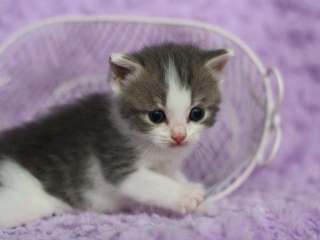 スコティッシュフォールドの子猫画像