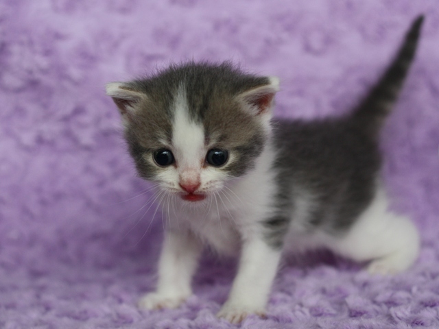 スコティッシュフォールドの子猫画像
